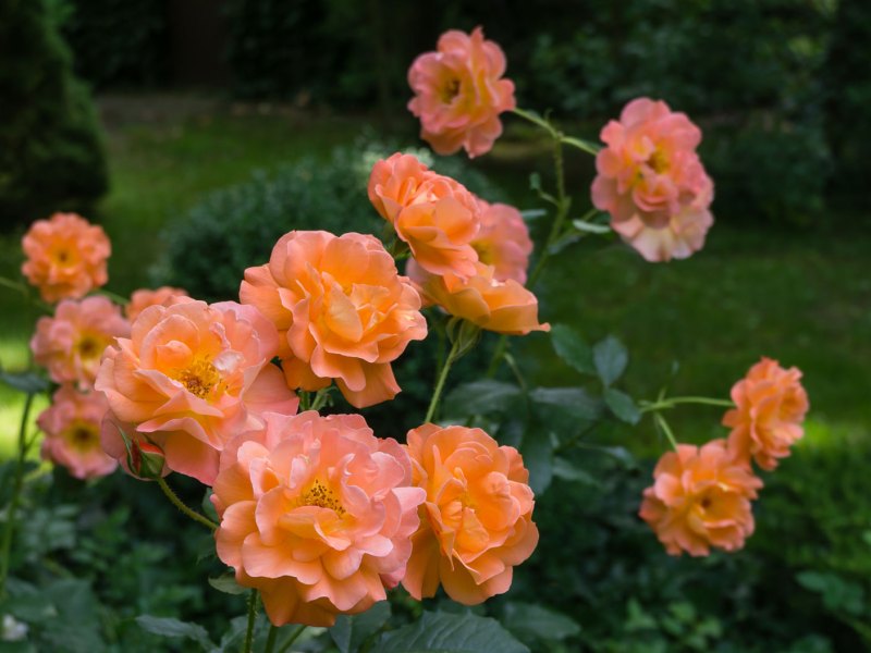 Rosen für Schatten: Sorte Westerland
