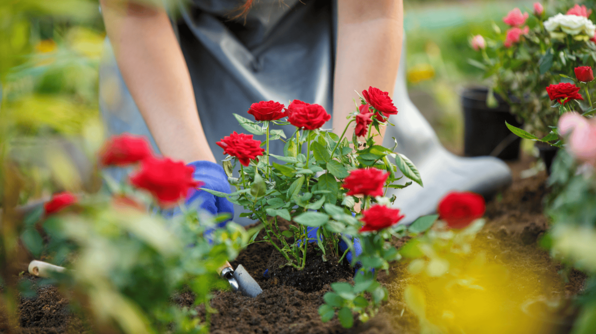 Frau pflanzt Rosen in Garten ein.