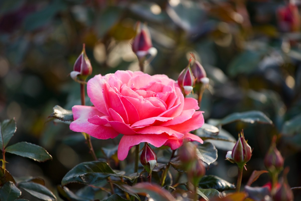 Rose blüht in rosa