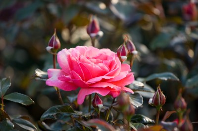Rosenrost bekämpfen Mit dem HausmittelSud den Pilz entfernen gofeminin