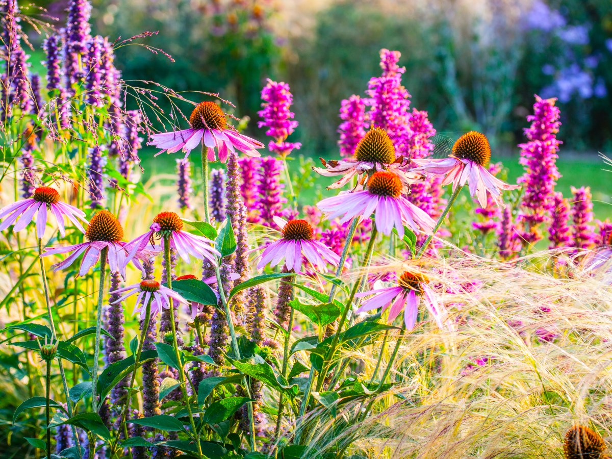 Stauden wie Sonnenhut mit rosa Blüten
