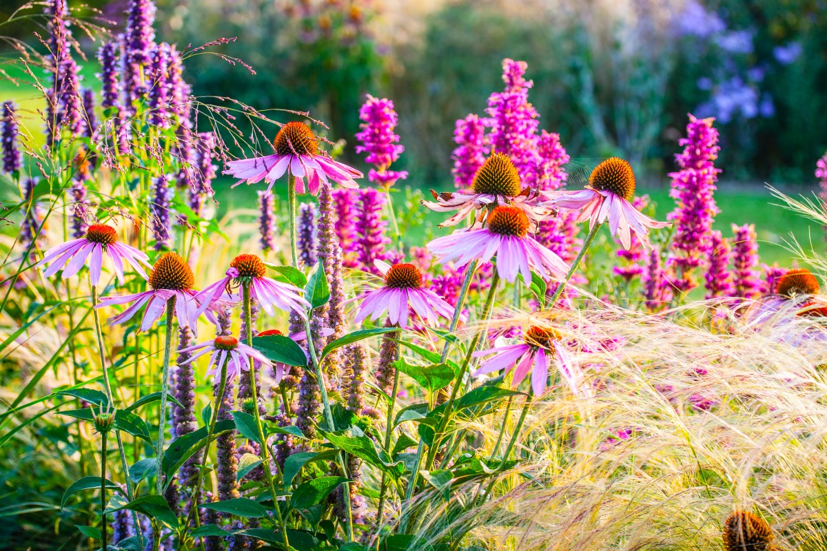 Stauden wie Sonnenhut mit rosa Blüten