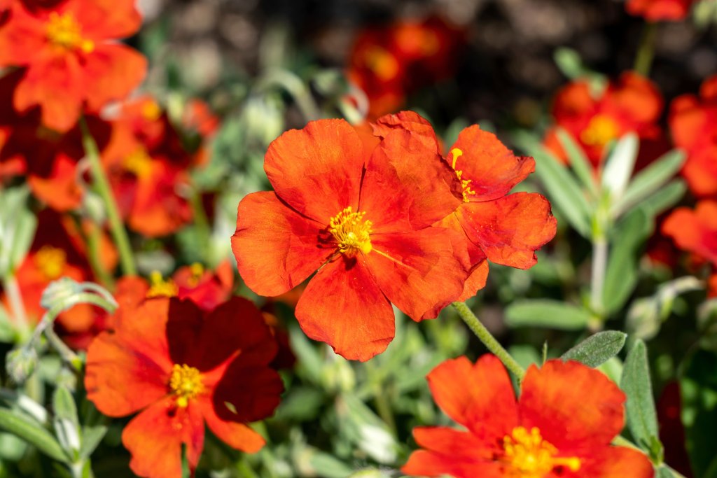 Sonnenröschen in Rotorange
