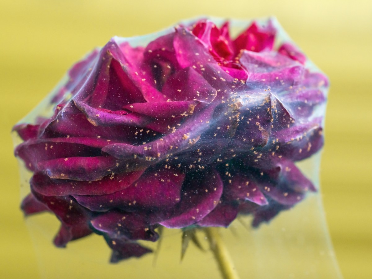 Rose mit Spinnmilben