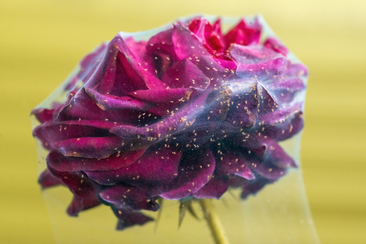 Rose mit Spinnmilben