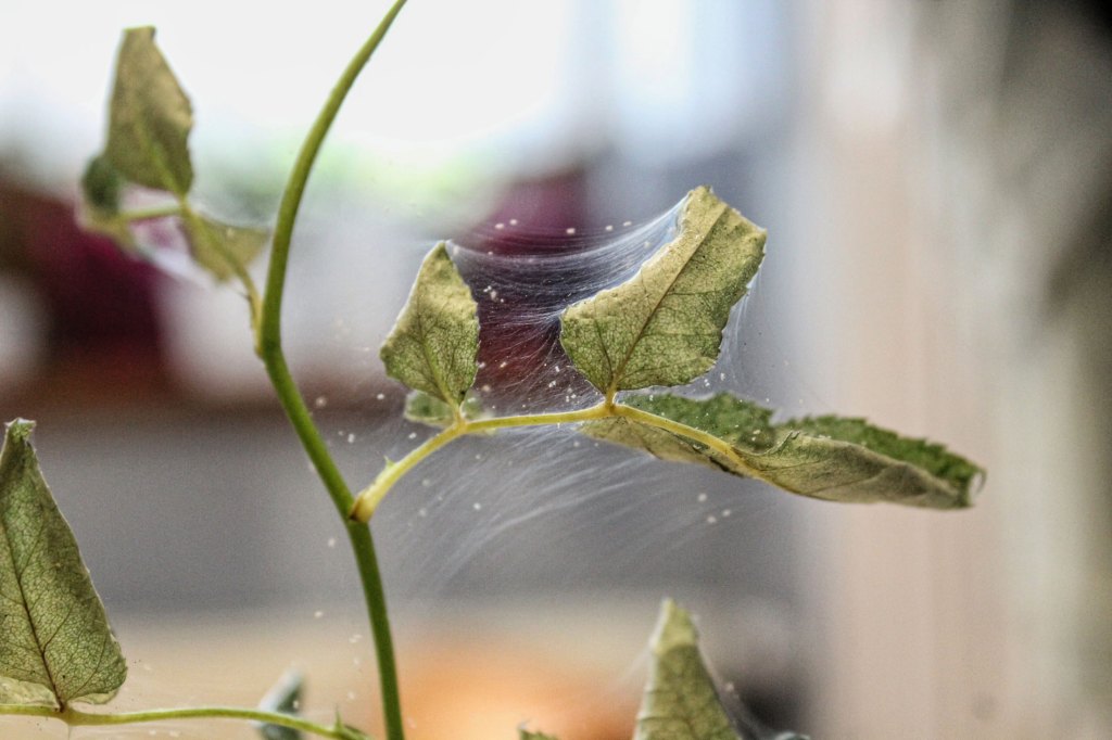 Spinnmilben an Rosenblättern