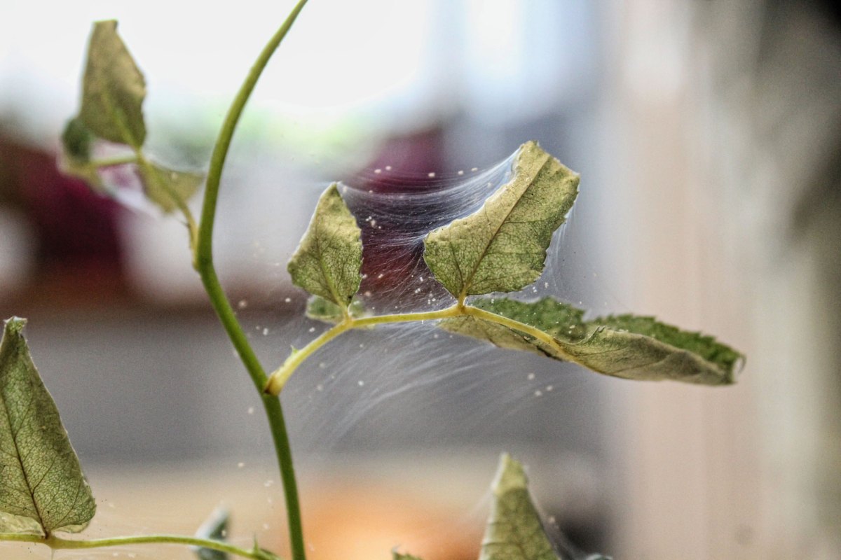 Spinnmilben an Rosenblättern