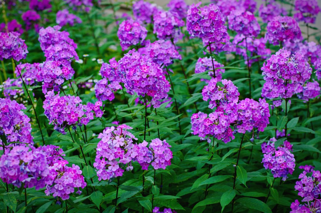 Lila Stauden Phlox