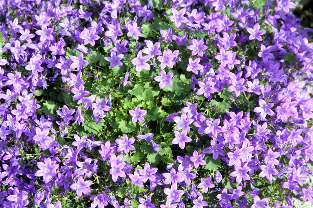 Teppich Glockenblume in lila