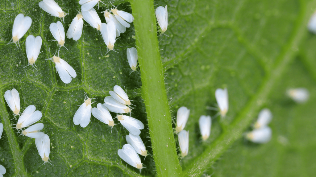 Weiße Fliege im Garten: So wirst du den Schädling an Tomaten & Co. endlich los