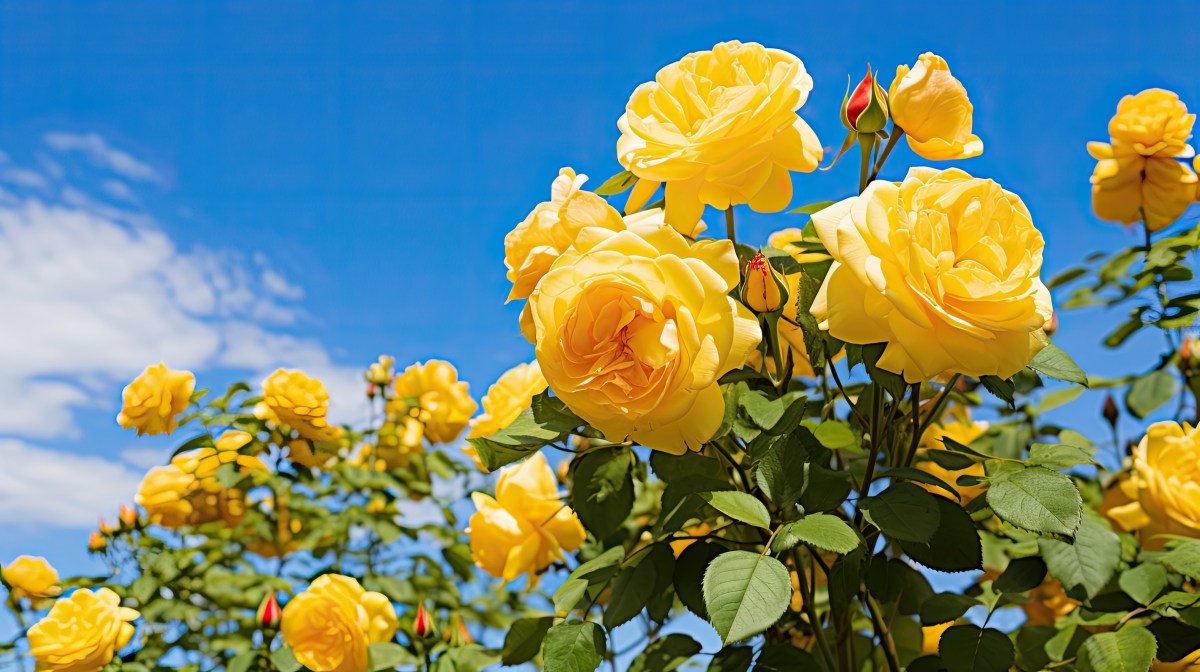 Gelbe Rosen vor blauem Himmel