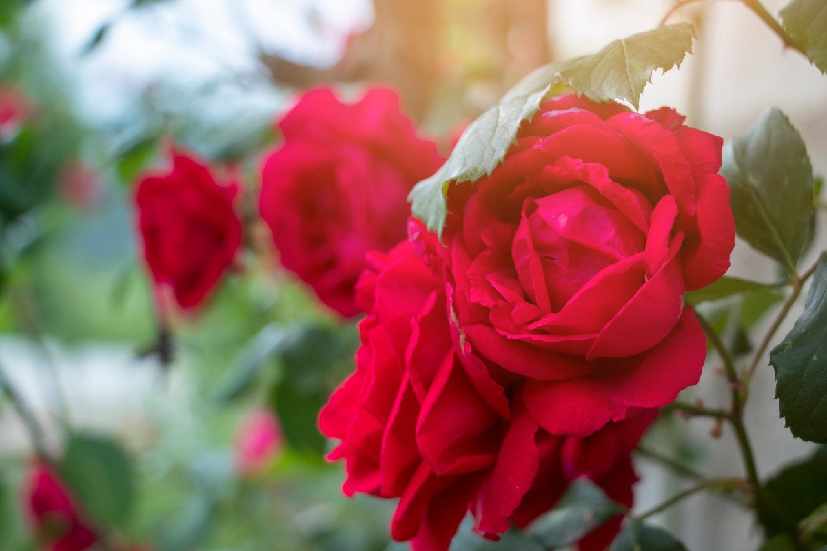 Rote Garten-Rosen