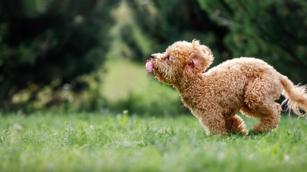 Gelbe Flecken im Rasen durch Hundeurin? So bleibt dein Garten grün!