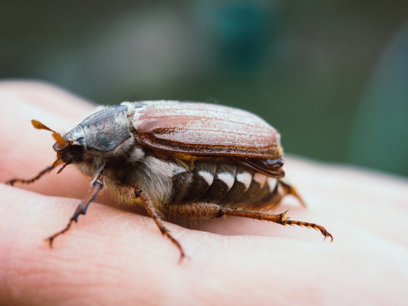 Junikäfer
