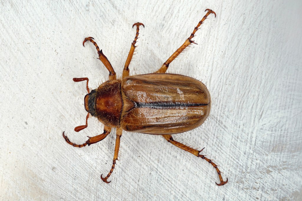 Junikäfer