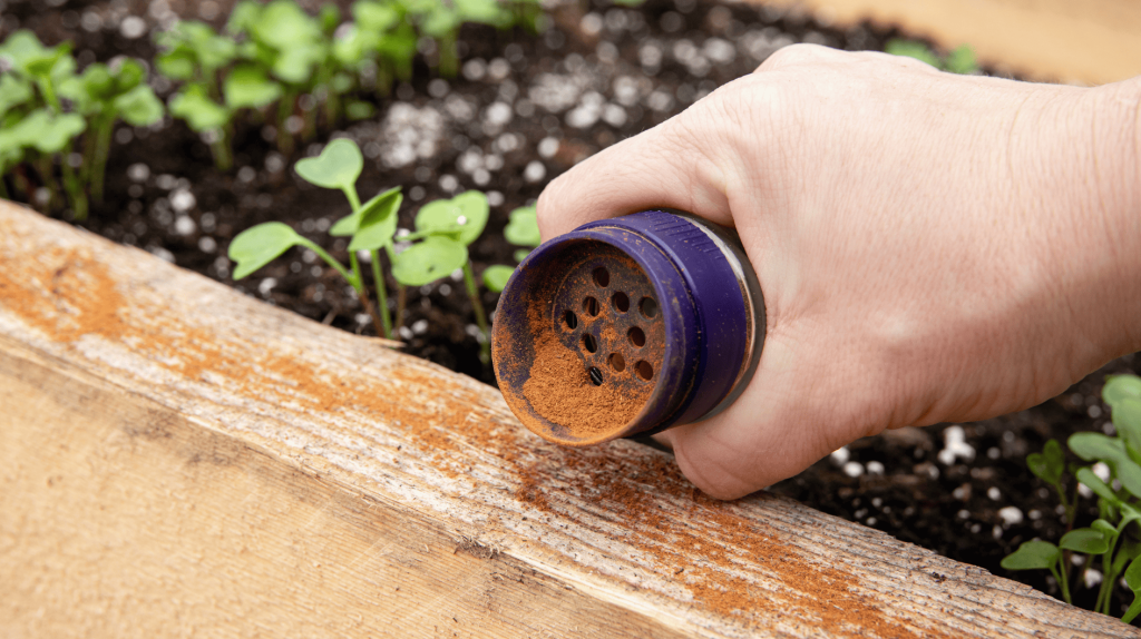 Garten: Ameisen im Hochbeet? Dieses simple Küchengewürz vertreibt sie sofort