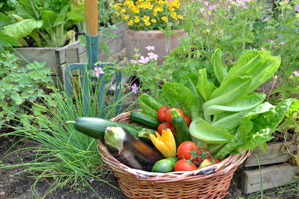 Korb im Garten mit Gemüse