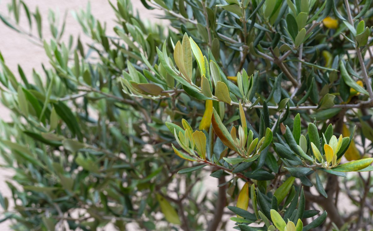 Olivenbaum mit gelben Blättern