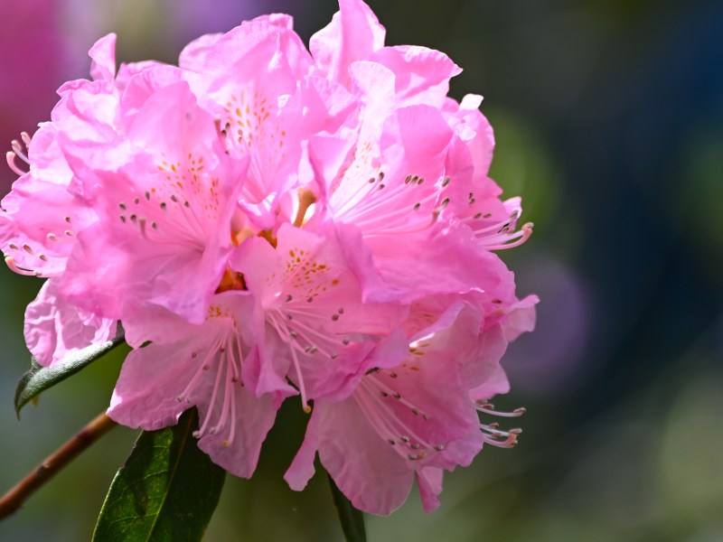Rosa Rhododendron Blüte in der Detailaufnahme
