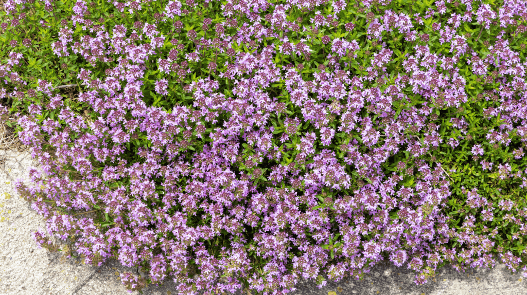 Sand Thymian im Garten.