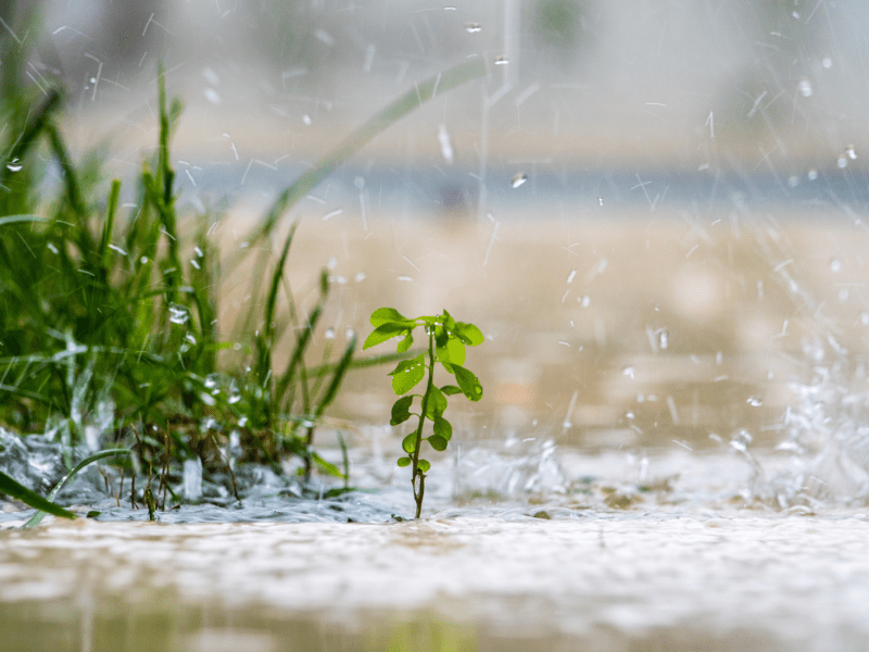 Garten im Regen.