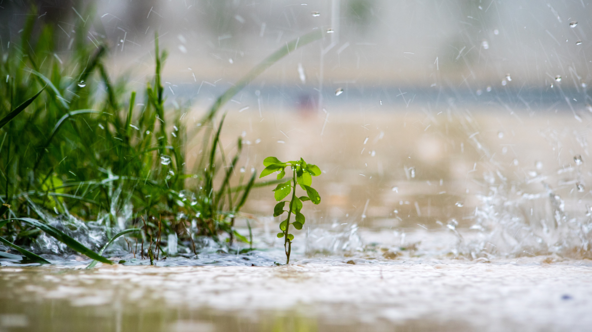 Garten im Regen.