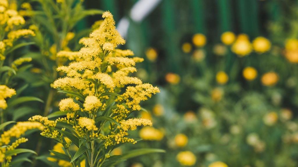 Goldrute im Garten