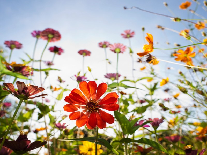Bunte Sommerblumen auf der Wiese