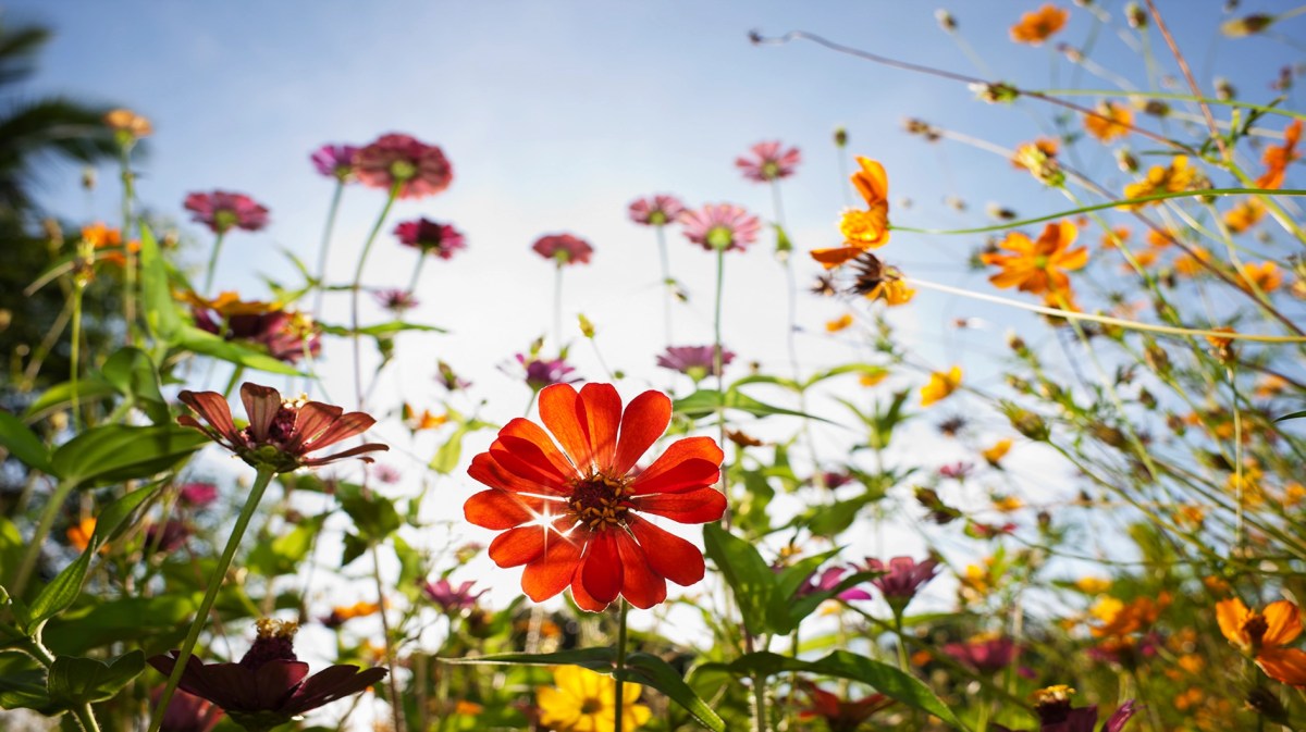 Bunte Sommerblumen auf der Wiese