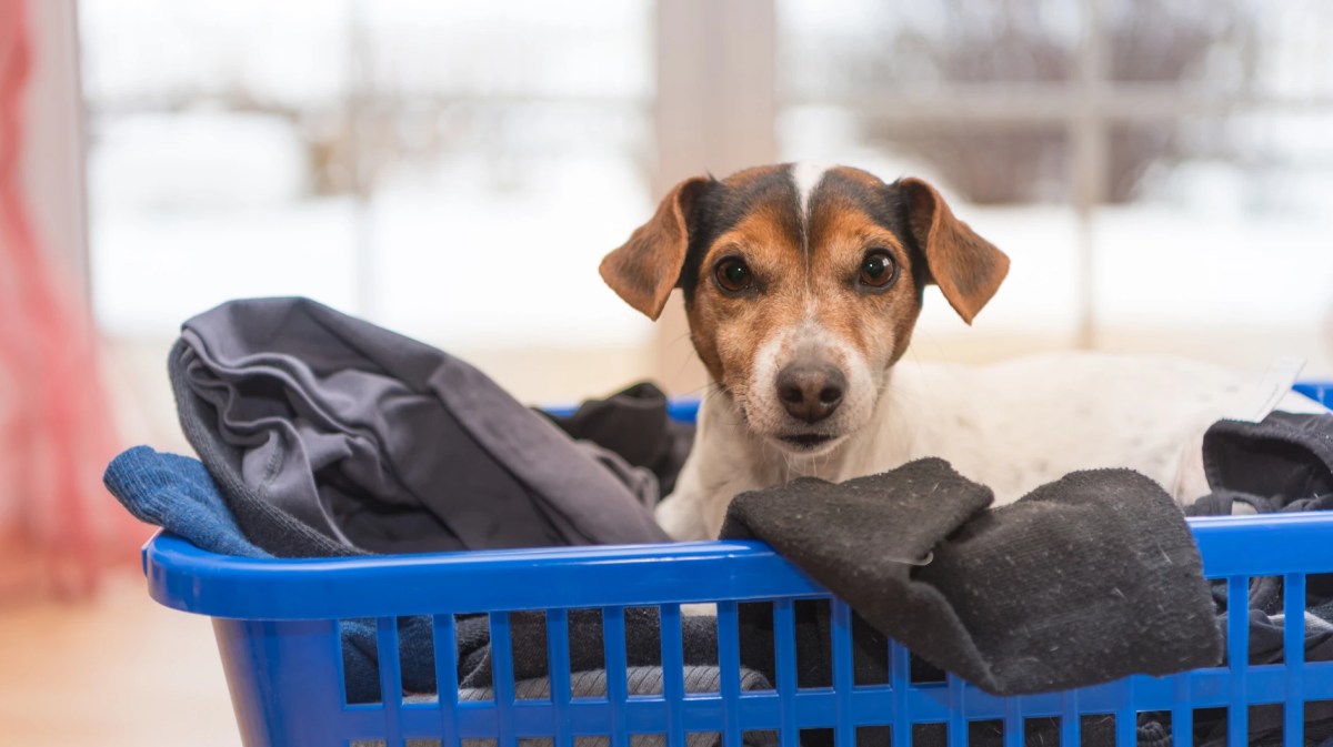 Jack Russel-Terrier sitzt in einem Wäschekorb und schaut in die Kamera